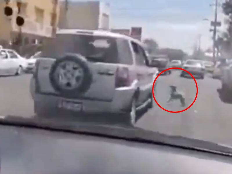mujer abandona perros