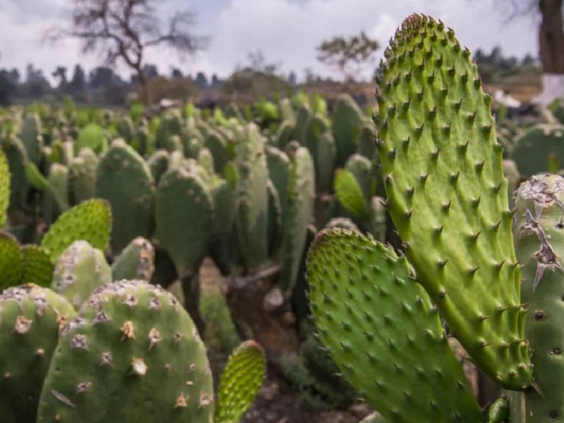 Sader va con nopal y pesca hacia Argelia