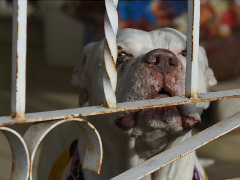 Incrementan casos de rabia animal en el estado