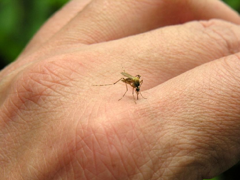 Yucatán entre los estados con más casos confirmados de dengue