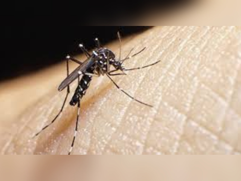dengue