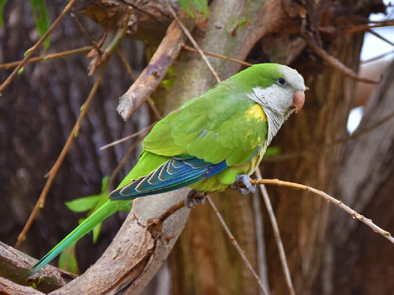Cotorra argentina pone en jaque a las aves endémicas