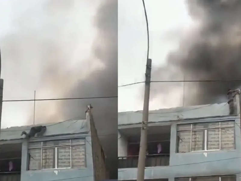 ¡Héroe! Hombre rescata a 25 perros de incendio en Perú
