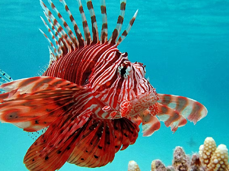 Piden un plan para combatir a pez león