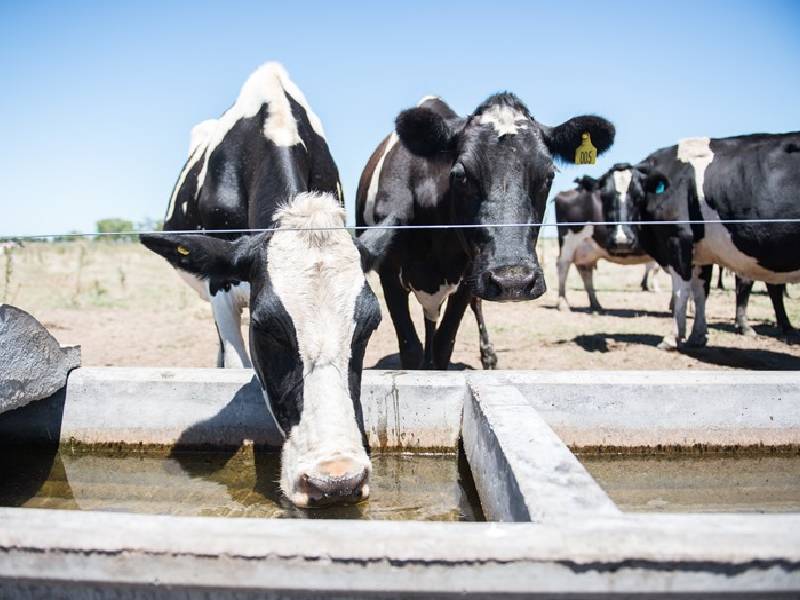 Golpe de calor mata a 25 cabezas de ganado