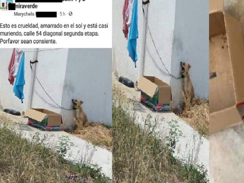 Perrito muere por golpe de calor en Yucatán; lo dejaron amarrado
