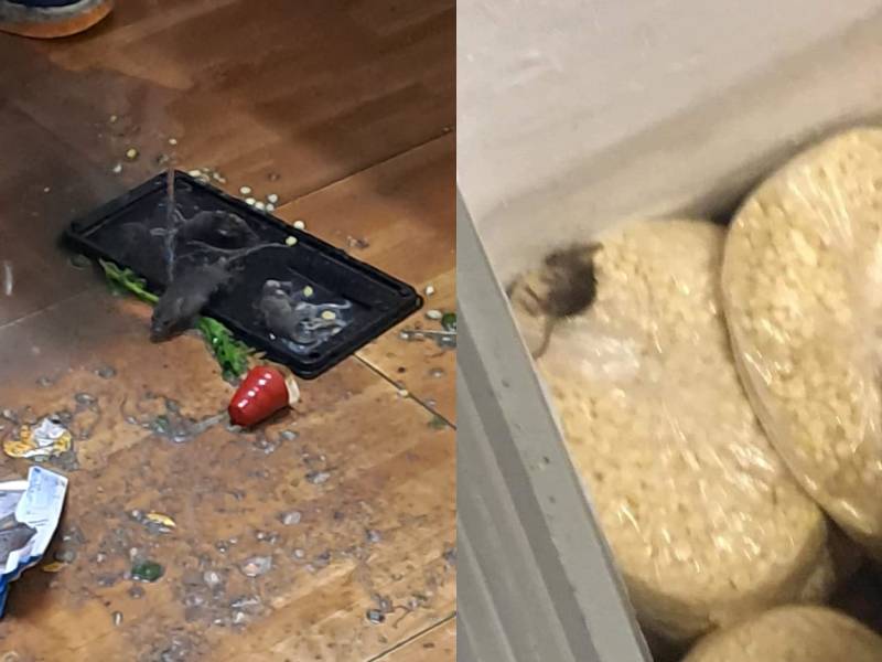 Comercio de esquites en Mérida infestado de ratas