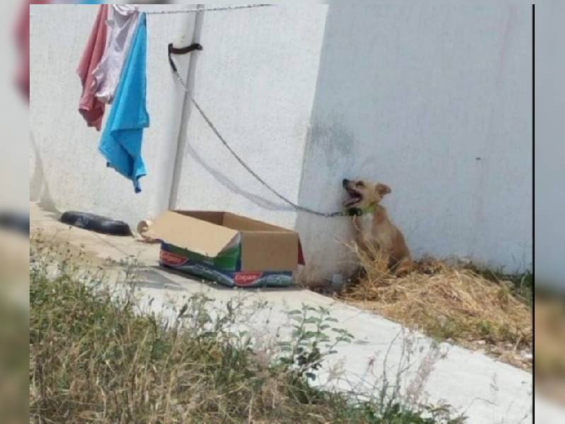 Inicia Fiscalía investigación por maltrato animal en Umán