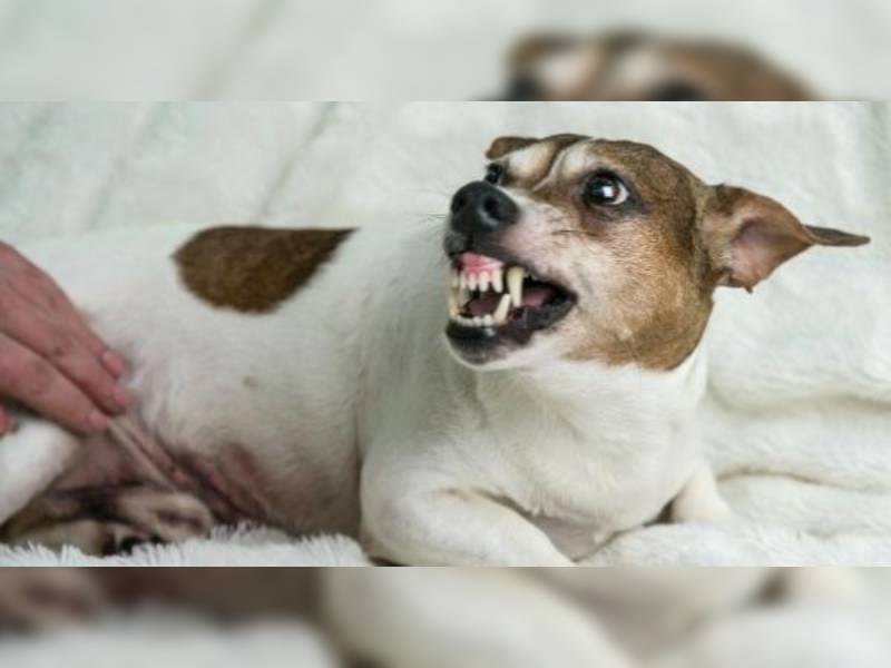 Por calor perros se vuelven más agresivos y muerden