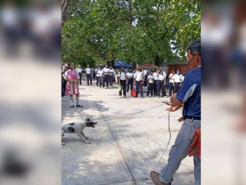En Juchitán, denuncian dos casos de maltrato animal, Fiscalía investiga