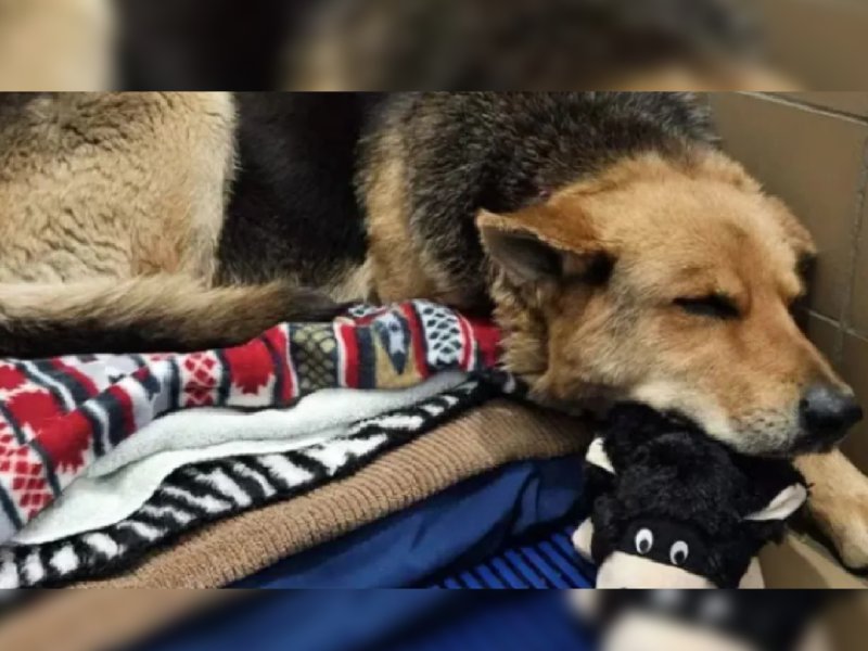 Nikki, la lomito que vagó por varios meses solo con un peluche