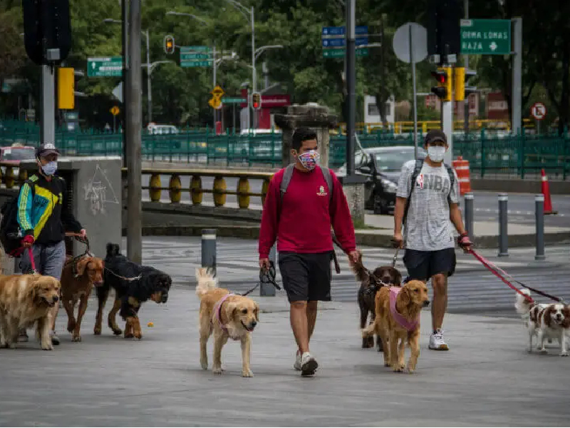 Piden reconocer a los animales como miembros de la familia
