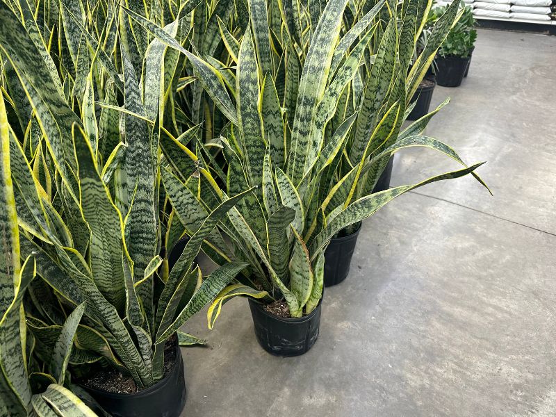 Yucatán cuenta con cinco plantas para mitigar el calor