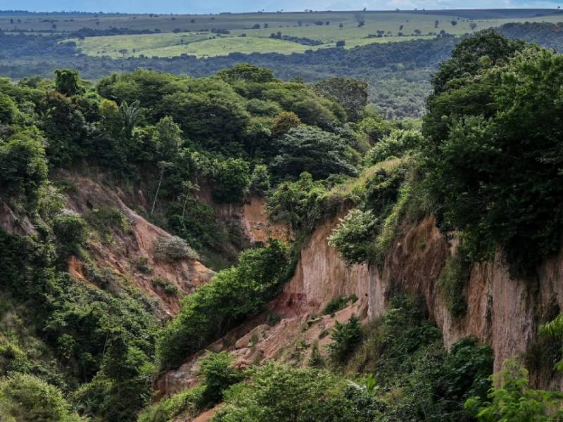 deforestacion mundial