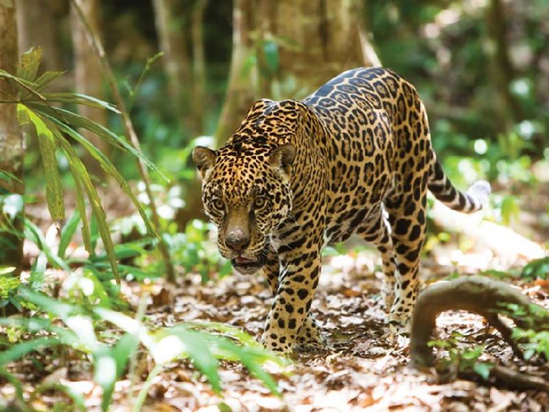 Deforestación, una de las amenazas del jaguar