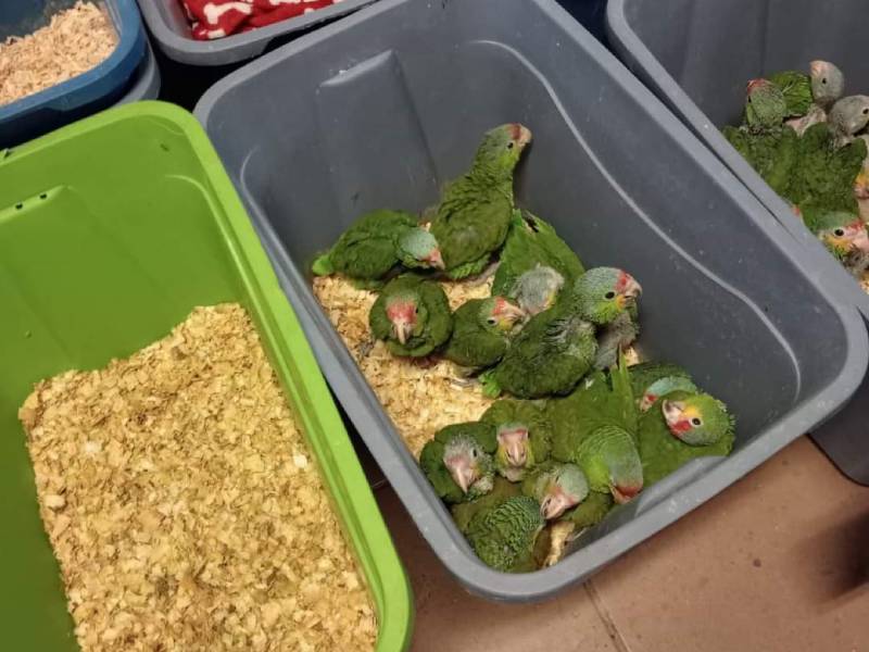 loro yucateco