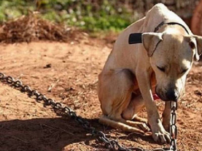 detienen a hombre por maltrato animal