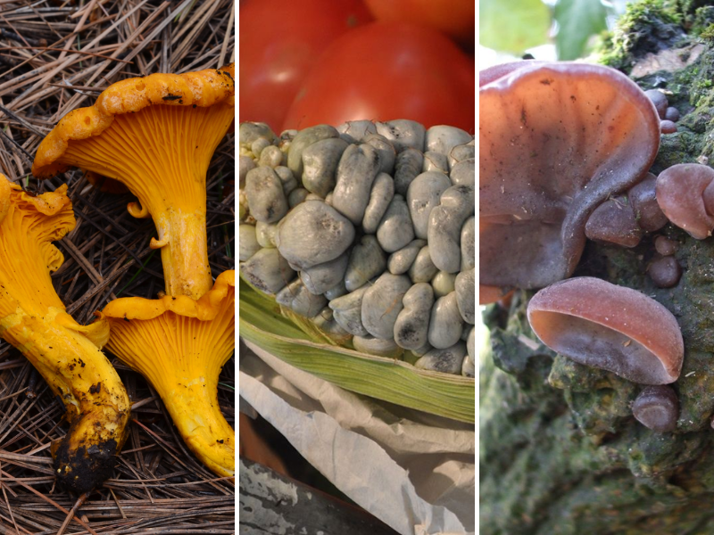 Hongos en Yucatán, un tesoro desaprovechado en la alimentación
