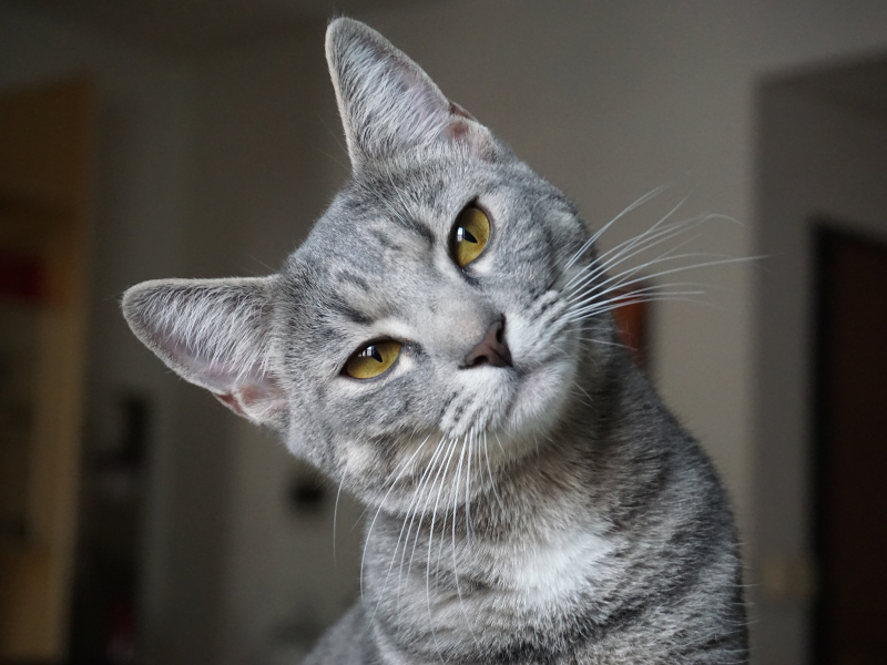 Polonia, primer lugar en casos de 'gripe aviar' en gatos; OMS lanza alerta