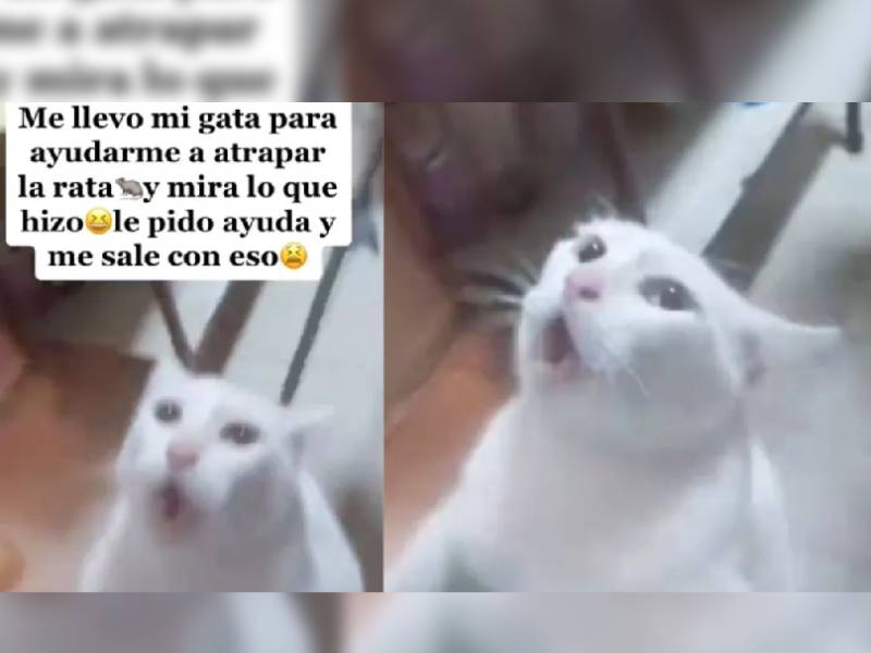 Gatita intenta escapar del ratón que debía atrapar