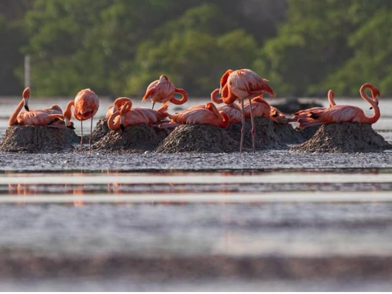Exito en la recuperaración del manglar de San Crisanto en Yucatán