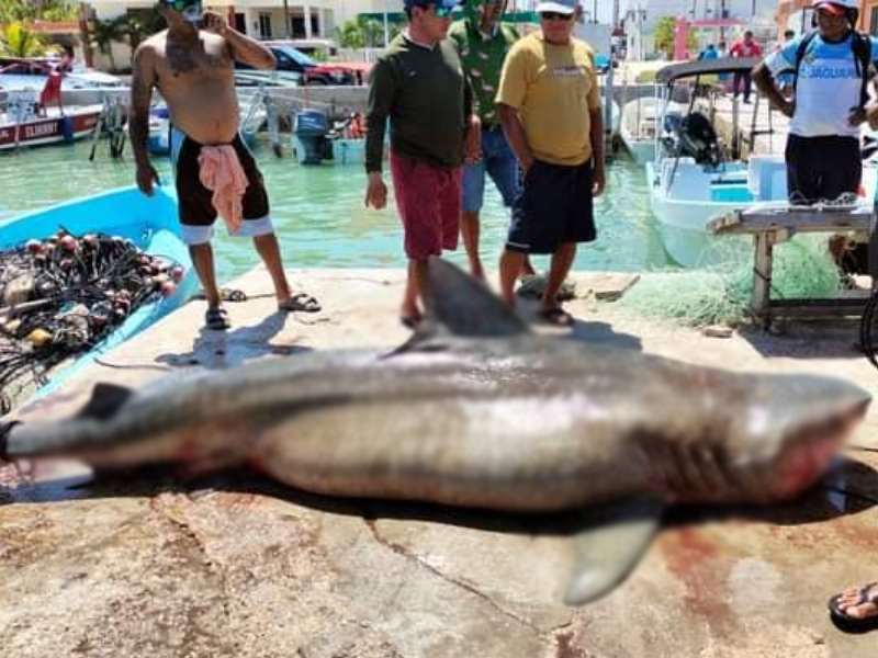 Capturan a tiburón de más de tres metros de largo en Río Lagartos