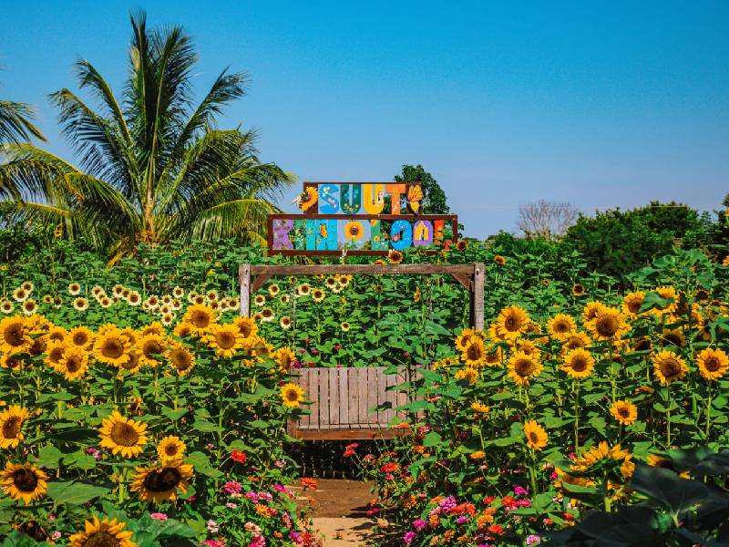 girasoles