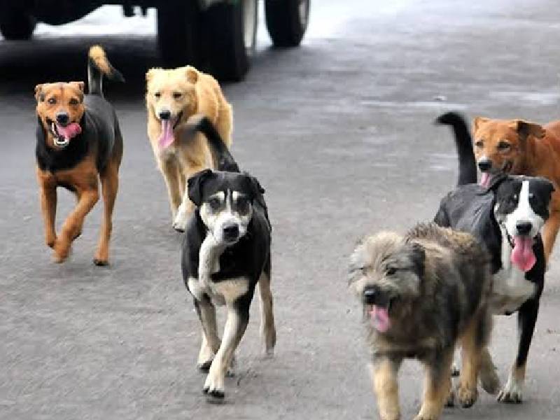 perros