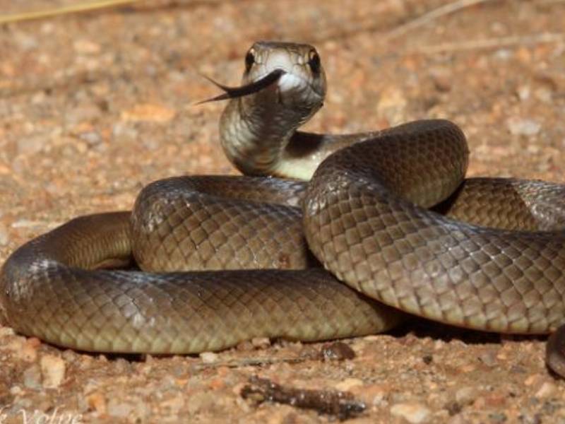 serpiente