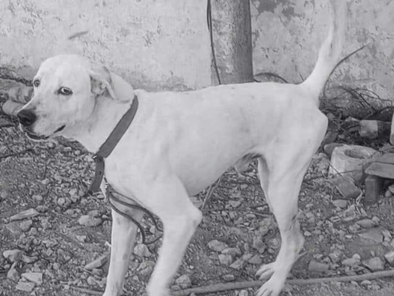 Agresor de 'Rufo' es imputado por maltrato animal en Mérida