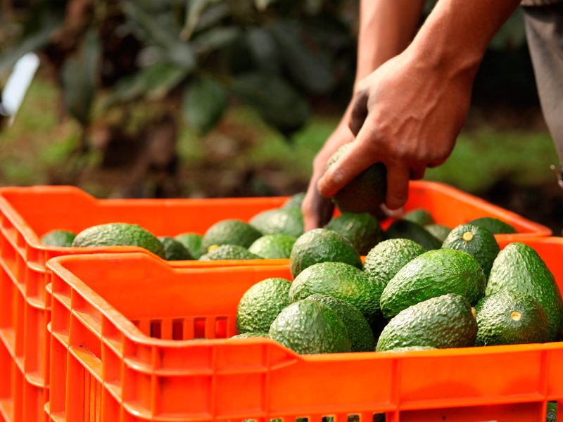 Aguacateros obtienen contrato