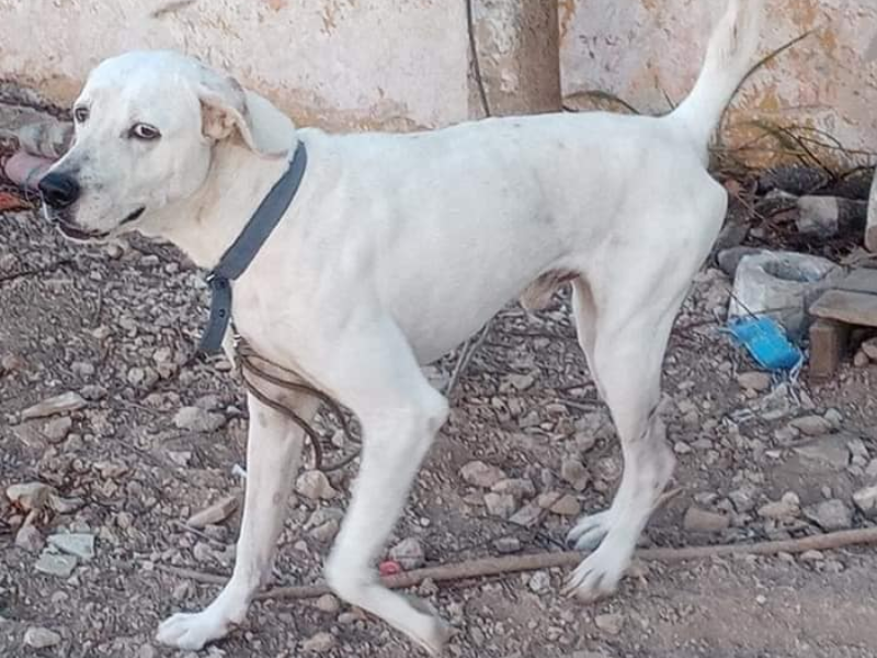 Justicia para Rufo Matan a perrito en Yucatán