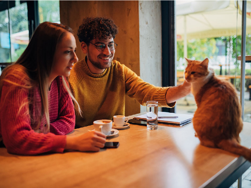 ¡Visita estas cafeterías de gatos en la CDMX!