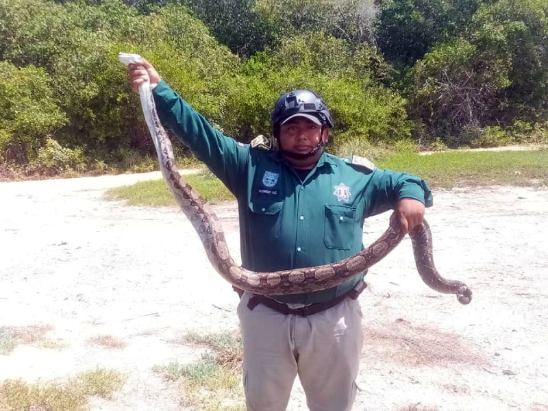 Boa
