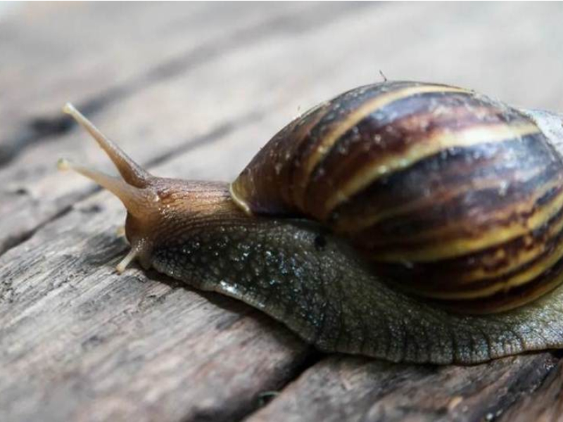 Caracol