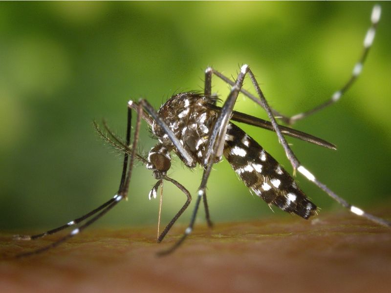 Dengue