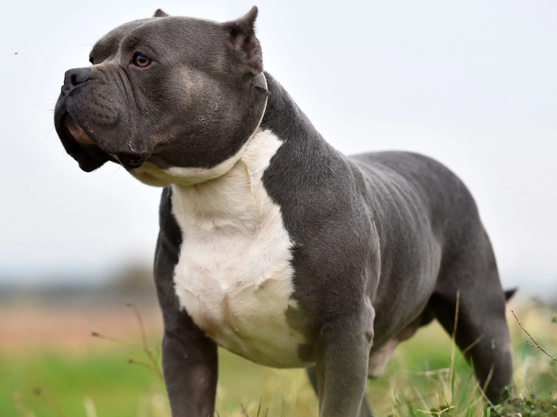 Pitbul