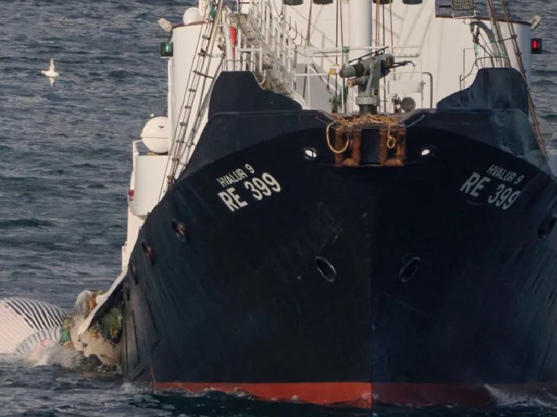 Reanudan caza de ballenas en Islandia