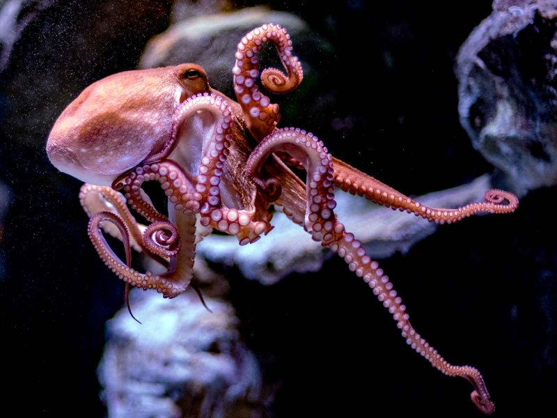 PulpoMaya: Pesca de pulpo experimenta nuevas amenazas