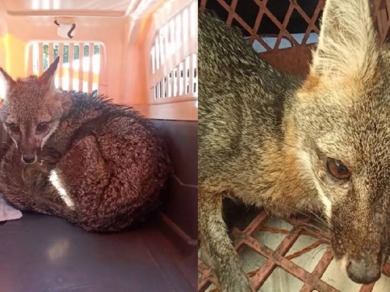 Encuentran y rescatan a zorra gris en la Venustiano Carranza