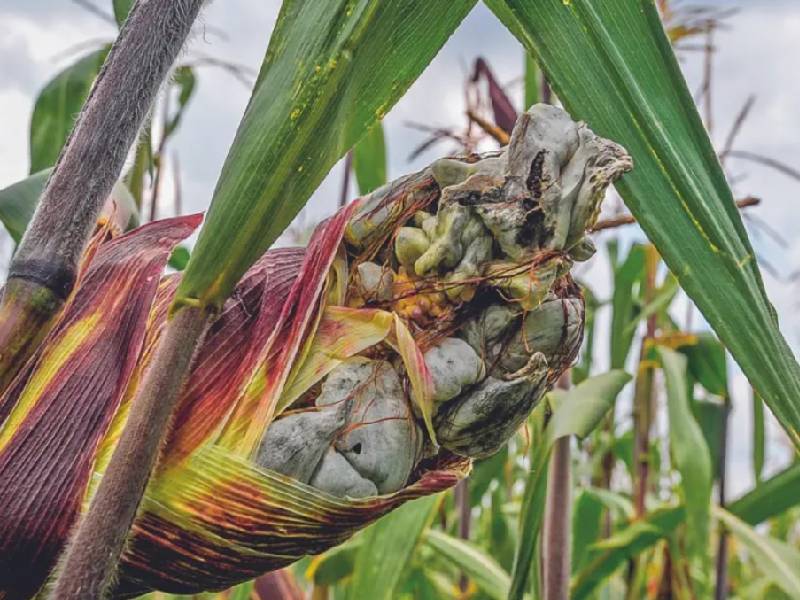 Por opacidad se desconocen frutos de ‘Sembrando Vida’