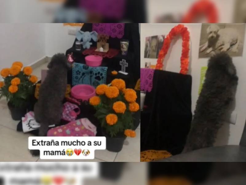 Lomito enternece tras su reacción al ver el altar de muertos de su mamá