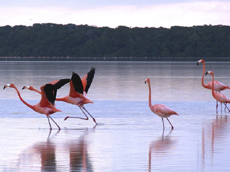 Estos son los 8 lugares para disfrutar a los Flamenco en Yucatán