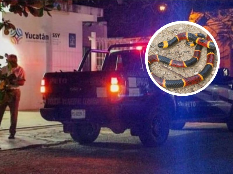 Menor de tres años es mordida por una serpiente coralillo en Peto, Yucatán