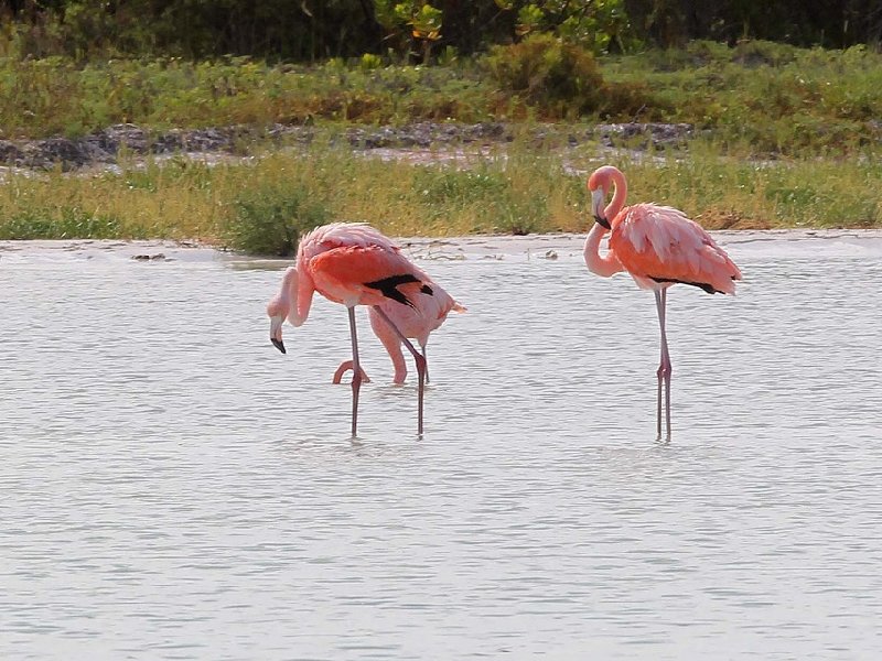 Aumentan en Estados Unidos avistamientos de flamencos nacidos en Yucatán