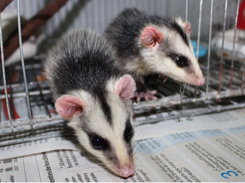 Aumenta 15% avistamiento de zarigüeyas durante lluvias