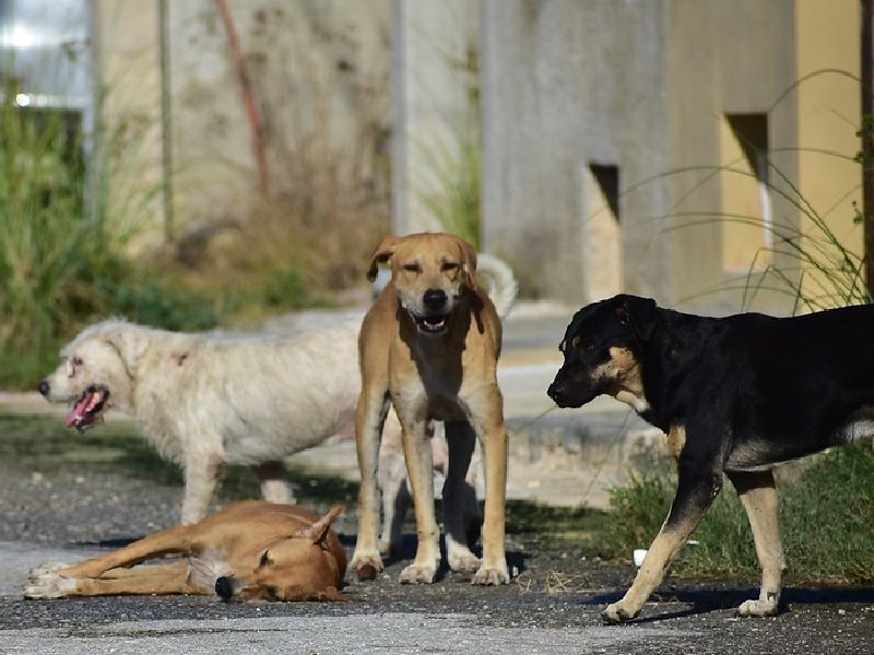 Asociaciones yucatecas siguen dando batalla contra el maltrato animal