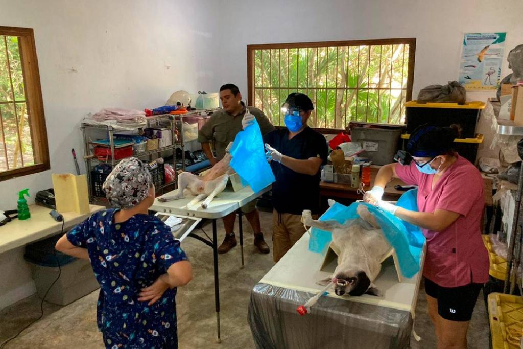 Esterilizan gratis perros y gatos en Ría Lagartos