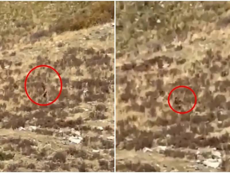 VIRAL: Supuesto avistamiento de ‘Pie Grande’ en bosque de Colorado