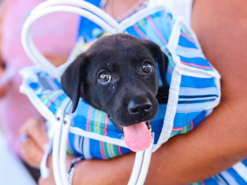La falta de atención médica a mascotas también se considera maltrato animal